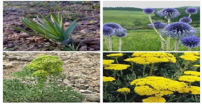 انواع گیاهان دارویی در قزوین