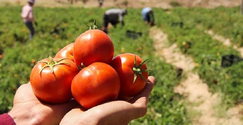 اسقرار صنایع تبدیلی - تولید گوجه فرنگی