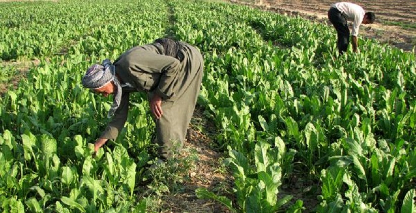 کشاورزی عراق