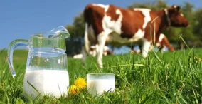 تولید شیر