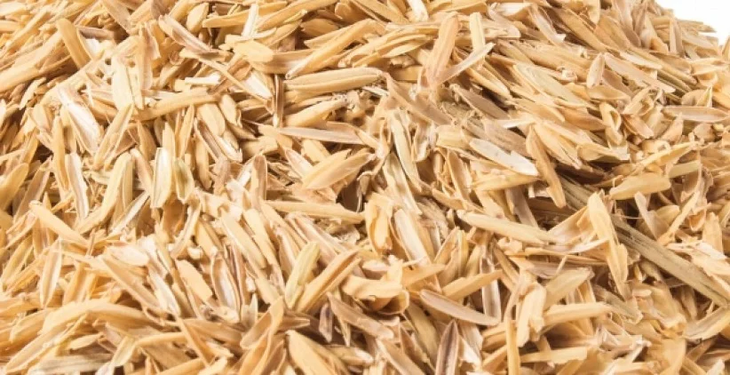 ضایعات برنج در کارخانه های شالیکوبی