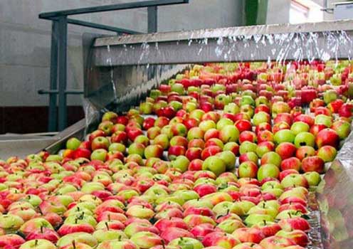 سیب ها بر روی نقاله - سورتینگ - نگهداری میوه در آذربایجان شرقی