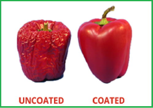 نقش کیتوزان در نگهداری میوه ها