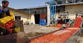 تولید رب گوجه فرنگی در سنقر