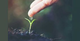 چکاندن یک قطره آب بر روی گیاه در خاک با انگشت دست - پراکنش بذر