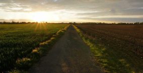 جاده ای زیبا در میان دو زمین کشاورزی