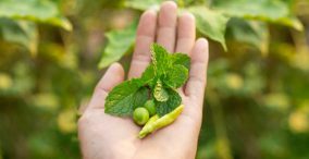مصرف آب و گیاهان دارویی - برگ های نعنا در کف دست