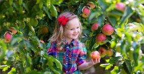 یک دختر بچه زیبا در باغ سیب - گردشگری تجربه گرا - یوپیک