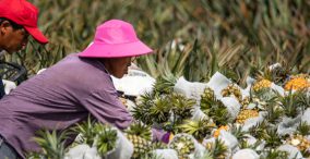 مزارع مشترک در چین - چیدن میوه آناناس