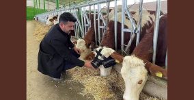 استفاده از واقعیت مجازی برای شیردهی گاوها - ترکیه