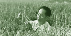 یوان لانگ پینگ - قهرمان برنج