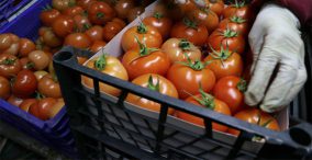 صادرات گوجه فرنگی ترکیه به روسیه