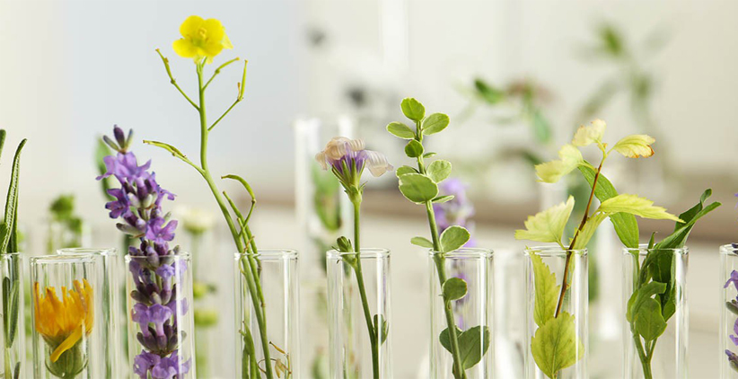 عرق گیری - گیاهان دارویی در داخل شیشه های کوچک