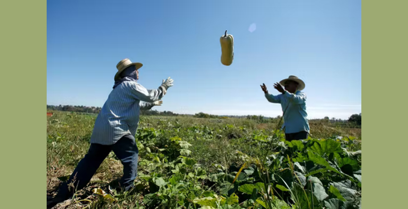 دو کشاورز در حال پرتاب کردن محصل کشاورزی - کشاورزی ارگانیک