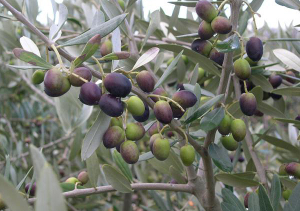 زیتون لسینو - انواع زیتون - زیتون های ایتالیایی بر روی درخت
