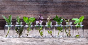 عصاره و اسانس گیاهان دارویی - گیاهان دارویی مختلف در داخل شیشه ها