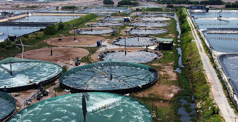 حوضچه های پرورش میگو - اینترنت اشیا برای استخر ماهی