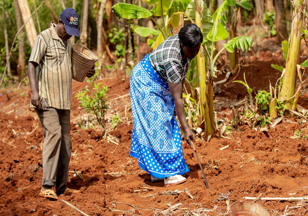 کار زن و مرد آفریقایی بر روی زمین کشاورزی