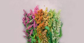 انواع کینوا با گل های رنگی