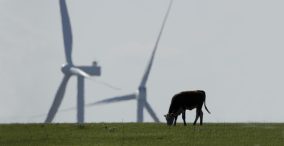 دو توربین بادی در کنار هم، تصویر یک گاو در مرتع با توربین - کربن صفر