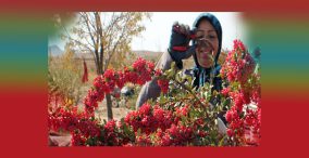 از ایران چه خبر - برداشت زرشک توسط یک زن کشاورز توسط یک خانم