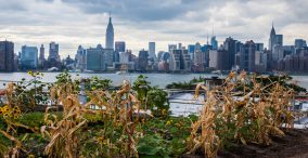 کشاورزی شهری در آمریکا