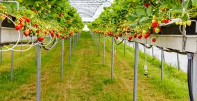 کشاورزی در کره جنوبی - کشت توت فرنگی در کر جنوبی