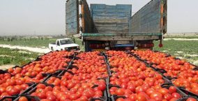 از ایران چه خبر - بار گوجه فرنگی در کامیون