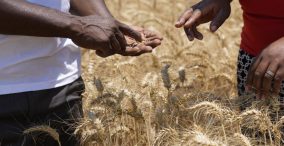 برداشت گندم زیمباوه - دو کشاورز در مزرعه با گندم در دست