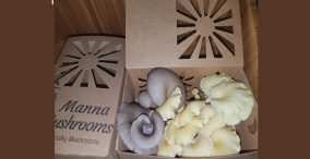 بسته بندی قارچ در جعبه های زیبا