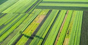 از ایران چه خبر - عکس هوایی از زمین های کشاورزی