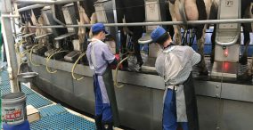کارگران در حال دوشیدن شیر بصورت مکانیزه در کره جنوبی