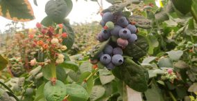 خبر کشت میوه بلوبری در باغی در یاسوج بلوبری در ایران - گیاه بلوبری - بلوبری بر روی درخت