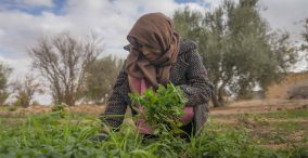 زنی کشاورز در خاورمیانه بر روی زمین کشاورزی - پروژه موفق