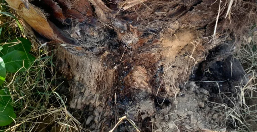 پوسیدن درخت خرما توسط آفت سرخرطومی