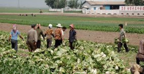 کشاورزان در کره شمالی
