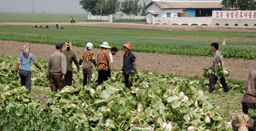 کشاورزان در کره شمالی