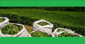 آمار صادرات چای - کیسه های چای در کنار مزارع