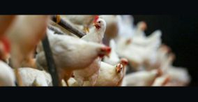 آمار تولید و واردات محصولات کشاورزی - مرغ به دوربین نگاه می کند