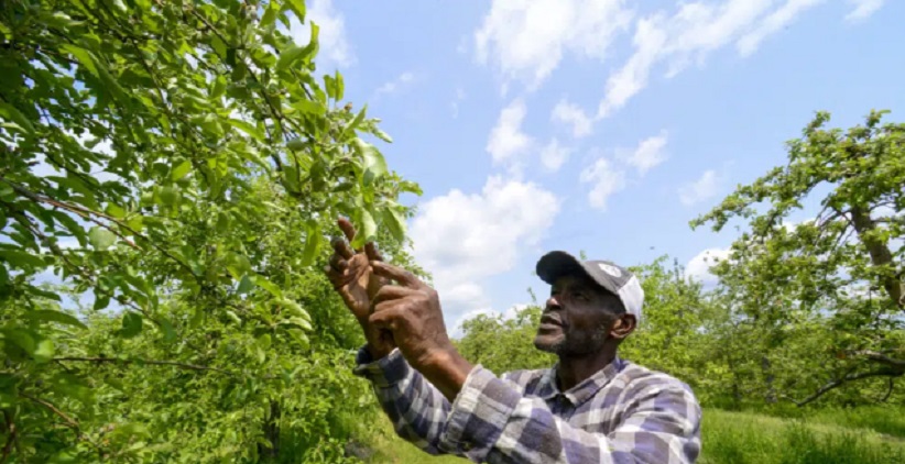 سرمازدگی درختان سیب در آمریکا