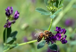 زنبورهای عسل وفادار - یک زنبور عسل بر روی گل نشسته