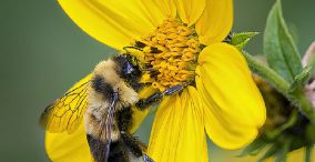 ژنوم زنبورهای عسل