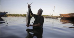 صید ماهی - شیلات جهان - مرد ماهیگیر ماهی به دست