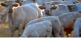کاهش تعداد گاوها در فرانسه