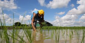 محدودیت صادرات برنج در هند