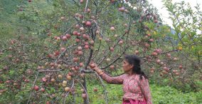 محصول سیب در نپال