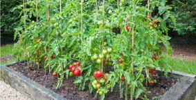 پرورش گوجه فرنگی در مقابله با تنش و خشکی