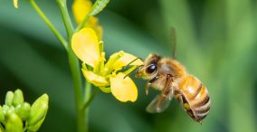 اهمیت گرده افشان ها - یک زنبورعسل بر روی گل