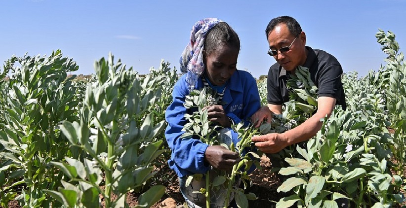 همکاری کشاورزی بین چین و آفریقا