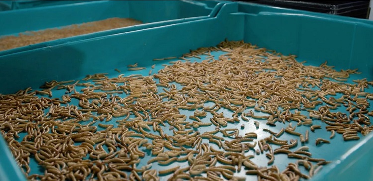 استفاده از حشرات برای تولید خوراک دام - شرکت بتا هچ